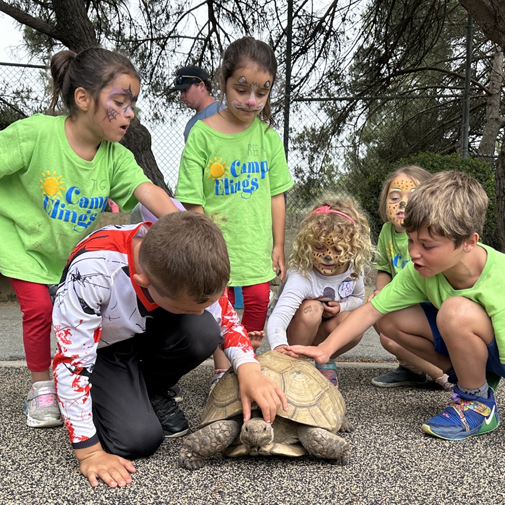 Tortoise petting square